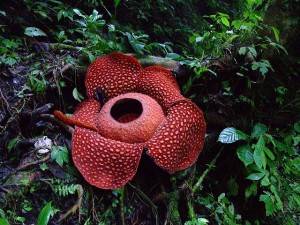 Rafflesia Arnoldii: Το μεγαλÏÏεÏο λοÏ
λοÏδι ÏÏον κÏÏμο