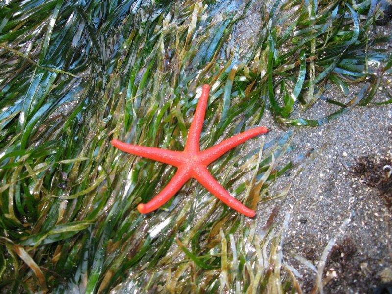 Perierga.gr - ÎÏÏÎµÏÎ¯ÎµÏ Î¼Îµ ÏÎ±ÏÎ¬Î¾ÎµÎ½Î· Î¿Î¼Î¿ÏÏÎ¹Î¬ ÎºÎ±Î¹ ÎµÎ½ÏÏÏÏÏÎ¹Î±ÎºÎ¬ ÏÏÏÎ¼Î±ÏÎ±