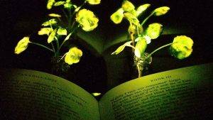 Perierga.gr - Φυτά που λάμπουν θα φωτίζουν το χώρο μας;