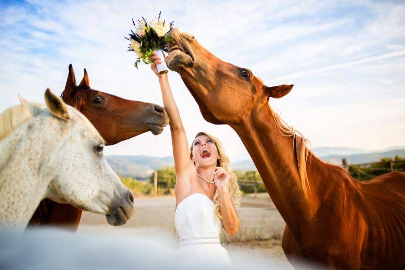 Perierga.gr - Ζώα που πρωταγωνιστούν σε φωτογραφίες γάμου