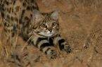 Perierga.gr - Αυτή η χαριτωμένη γάτα είναι από τις πιο επικίνδυνες του πλανήτη