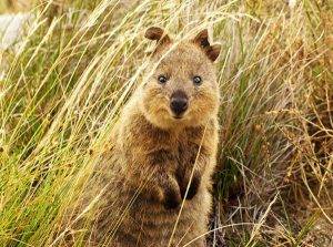 perierga.gr - Quokka: Το πιο ευτυχισμένο ζώο στον πλανήτη!