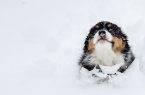 Perierga.gr - Μοναδικές αντιδράσεις ζώων που βλέπουν χιόνι για πρώτη φορά!