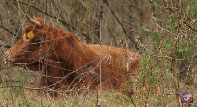 Perierga.gr - Αγελάδα δραπετεύει πριν τη σφαγή της και γίνεται viral