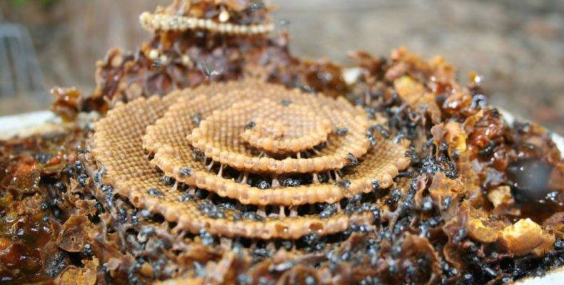 Perierga.gr - Μέλισσες δημιουργούν κυψέλες με περίτεχνα σχέδια για... άγνωστο λόγο!
