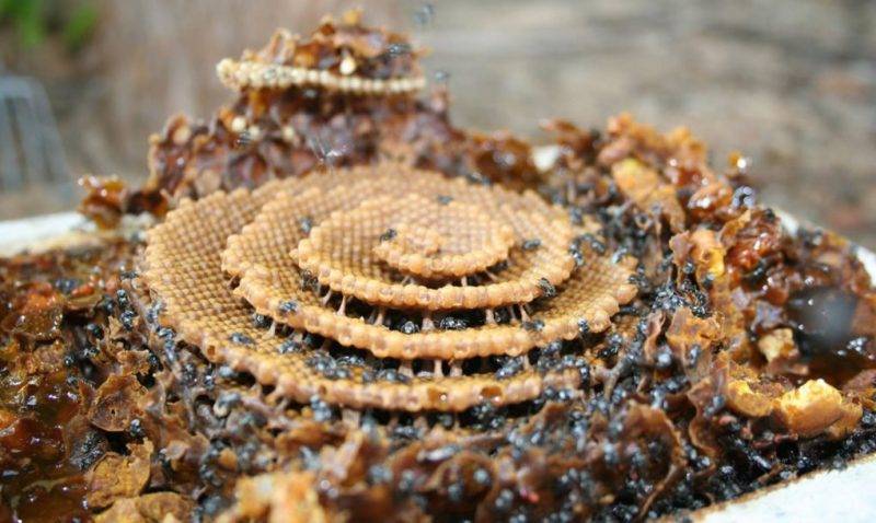 Perierga.gr - Μέλισσες δημιουργούν κυψέλες με περίτεχνα σχέδια για... άγνωστο λόγο!