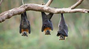 Perierga.gr - Οι νυχτερίδες που δεν γερνούν ποτέ!