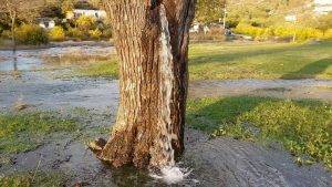 Ένα δέντρο που... αναβλύζει νερό!
