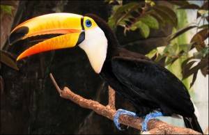 Tucan: το πουλί με το πολύχρωμο ράμφος