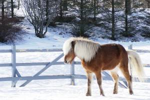 Πανέμορφα άλογα στην παγωμένη Ισλανδία