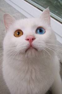Perierga.gr - Η γάτα με τα πιο περίεργα μάτια