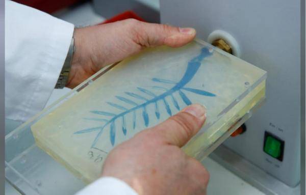 Perierga.gr - Î ÏÏ ÎºÎ±ÏÎ±ÏÎºÎµÏÎ¬Î¶ÎµÏÎ±Î¹ ÏÎ¿ ÏÎµÏÎ¯ÏÎ·Î¼Î¿ Î²ÏÎ±Î²ÎµÎ¯Î¿ ÏÎ¿Ï Î§ÏÏÏÎ¿Ï Î¦Î¿Î¯Î½Î¹ÎºÎ±;