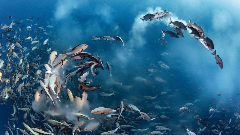  Pertierga.gr - Î Î¼Î±Î³ÎµÎ¯Î± ÏÎ¿Ï Î¸Î±Î»Î¬ÏÏÎ¹Î¿Ï ÎºÏÏÎ¼Î¿Ï ÏÎµ ÏÏÎ¿Î²ÏÏÏÎ¹ÎµÏ Î»Î®ÏÎµÎ¹Ï