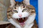 Perierga.gr - Ξεκαρδιστικές εκφράσεις μιας γάτας μπροστά στο φακό