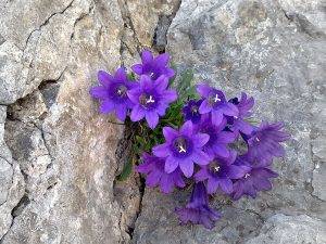 perierga.gr - Το λουλούδι του Ολύμπου που δεν υπάρχει πουθενά αλλού!