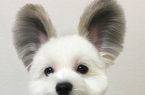 Perierga.gr - Ένας σκύλος με αυτιά... Μίκυ Μάους!