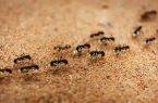 Perierga.gr - Εφευρετικότητα επιβίωσης από μυρμήγκια... καμικάζι!