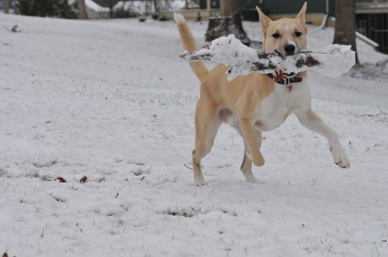 Perierga.gr - Σκύλοι απολαμβάνουν παιχνίδια στο χιόνι