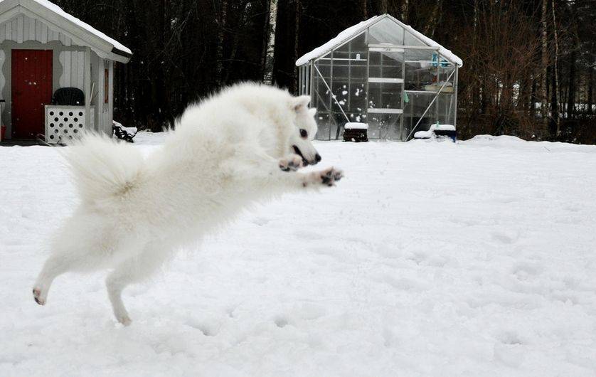 Perierga.gr - Σκύλοι απολαμβάνουν παιχνίδια στο χιόνι