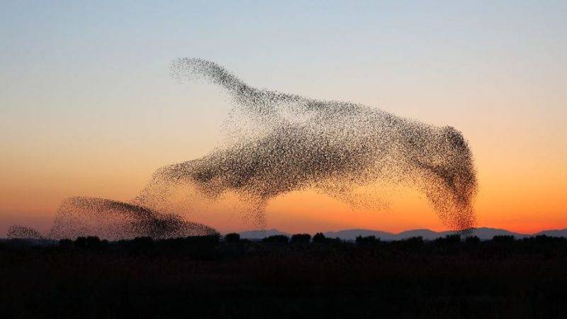 Perierga.gr - Σμήνος πουλιών σχηματίζει τεράστιο πουλί στο πέταγμά του!