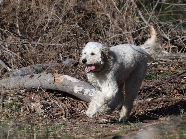 Goldendoodle