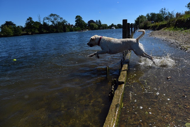 Labrador Retriever
