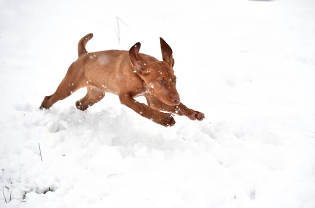 Vizslas