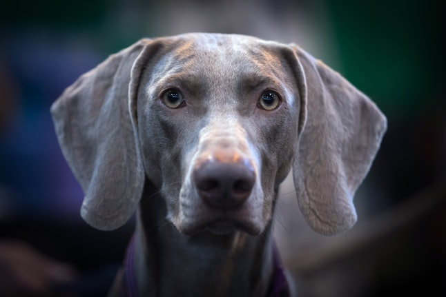 Weimaraner