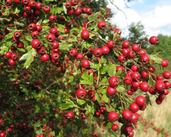 loads of bright red hawthorn berries