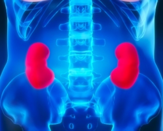 _kidneys