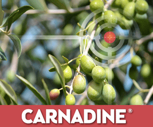 CARNADINE