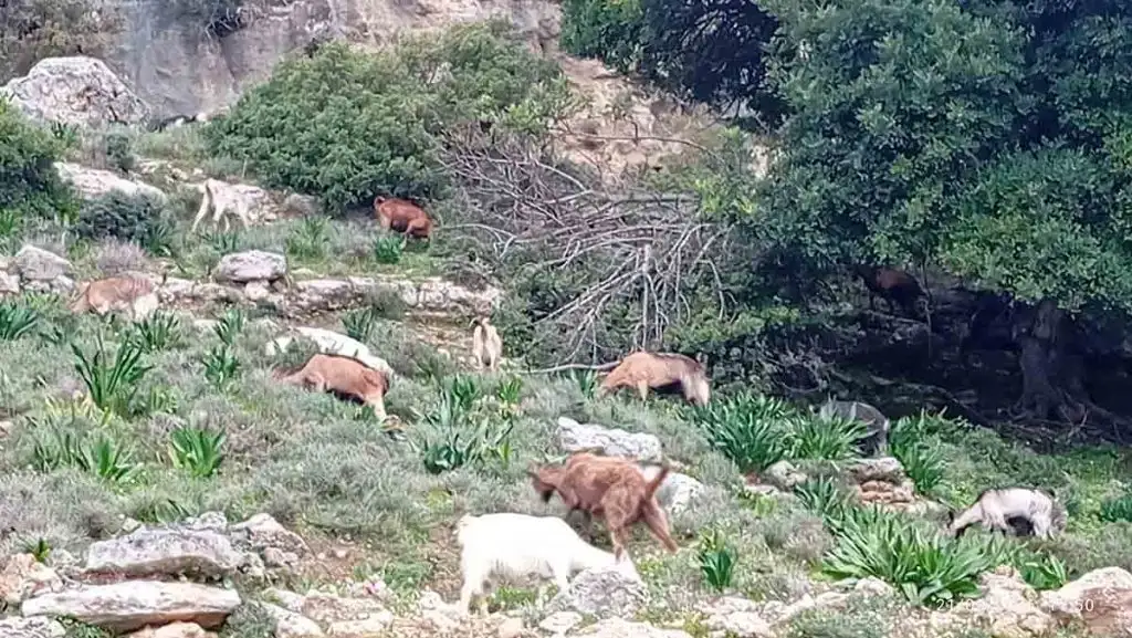 Ο Βασίλης, ο τελευταίος βοσκός δίπλα στην Καλαμάτα, και μια ζωή που αρνήθηκε να αλλάξει βόσκηση γίδια κατσίκια