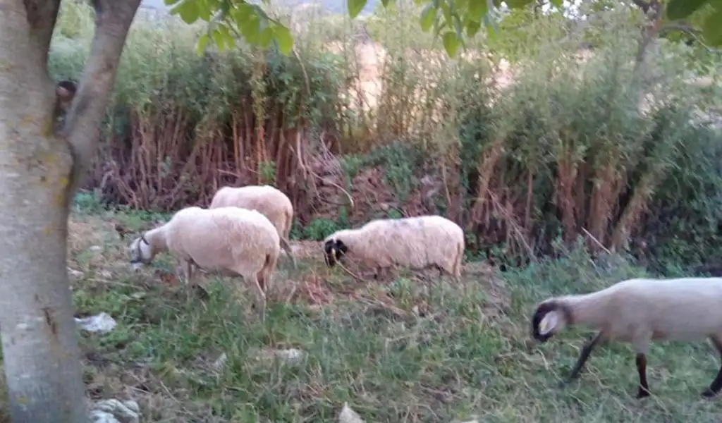 Κυνηγού – Παλαιόκαστρο